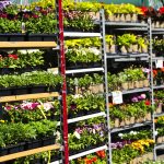 blomstervogne